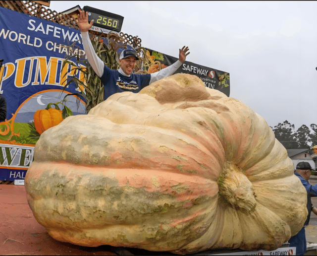 第52届世界南瓜大赛赢2万美元奖金麻将胡了1064公斤!美国男子夺冠(图5) 第52届世界南瓜大赛赢2万美元奖金麻将胡了1064公斤!美国男子夺冠(图5)