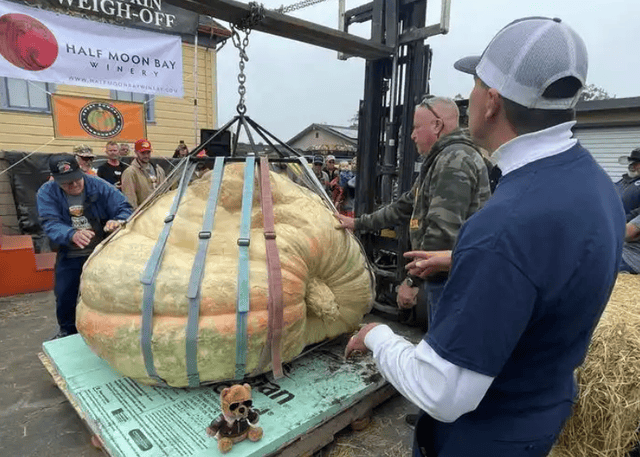 第52届世界南瓜大赛赢2万美元奖金麻将胡了1064公斤!美国男子夺冠(图8)